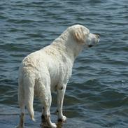 Labrador retriever Molly