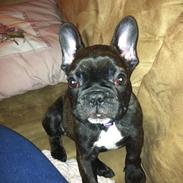Fransk bulldog Luna Berta