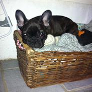 Fransk bulldog Luna Berta