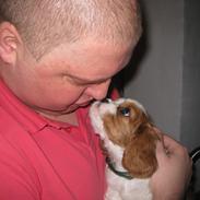 Cavalier king charles spaniel Baloo