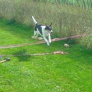 Dansk svensk gaardhund Mille