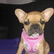 Fransk bulldog Pixi