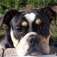 Olde english bulldogge Bulltok´s Baron fra Østergaard