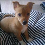 Podengo portugues pequeno Gaia