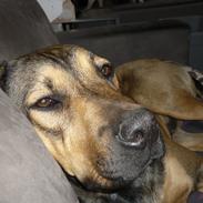 Blanding af racer Bobby