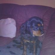 Cavalier king charles spaniel Malu Kokhus