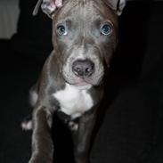 Staffordshire bull terrier Turbo