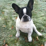 Fransk bulldog Marschalls Milo