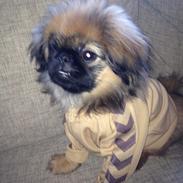 Pekingeser Bailey