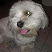 Lhasa apso Gismo