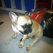 Fransk bulldog Bella