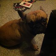Fransk bulldog Bella