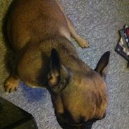 Fransk bulldog Bella