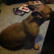 Fransk bulldog Bella