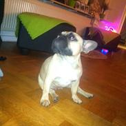 Fransk bulldog Bella
