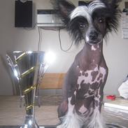 Chinese crested hårløs Joy of life RIP