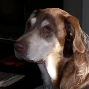 Blanding af racer Maja