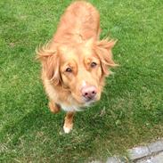 Nova scotia duck tolling retriever Anton