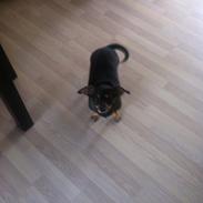 Blanding af racer Alba