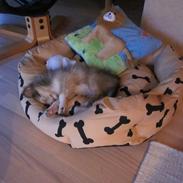 Shetland sheepdog Harmo9's Balto