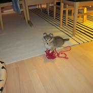 Shetland sheepdog Harmo9's Balto