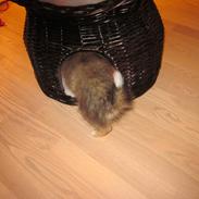 Shetland sheepdog Harmo9's Balto