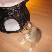 Shetland sheepdog Harmo9's Balto