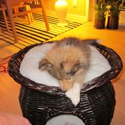 Shetland sheepdog Harmo9's Balto