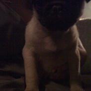 Mops Frank