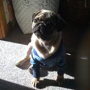 Mops Frank