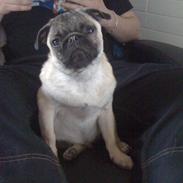 Mops Frank