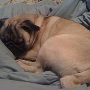 Mops Frank