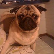 Mops Frank