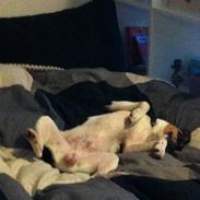 Dansk svensk gaardhund Kvik