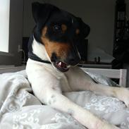 Dansk svensk gaardhund Kvik