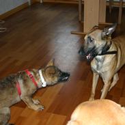 Malinois Jenos Mercedes