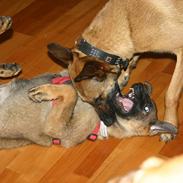 Malinois Jenos Mercedes