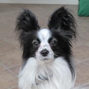 Papillon Amigo