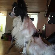 Papillon Amigo