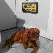 Cavalier king charles spaniel Freja