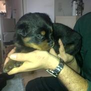 Rottweiler Aiko