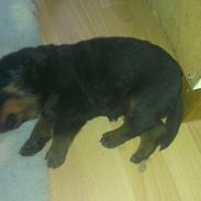 Rottweiler Aiko