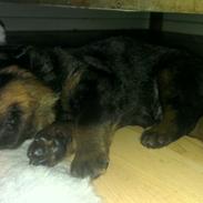 Rottweiler Aiko