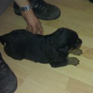 Rottweiler Aiko