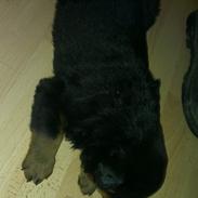 Rottweiler Aiko