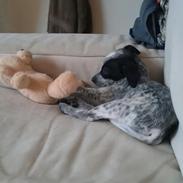 Dansk svensk gaardhund Kom-Sif