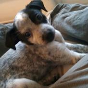 Dansk svensk gaardhund Kom-Sif