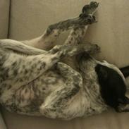 Dansk svensk gaardhund Kom-Sif