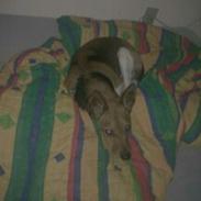 Dansk svensk gaardhund scooby