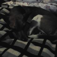 Dansk svensk gaardhund scooby